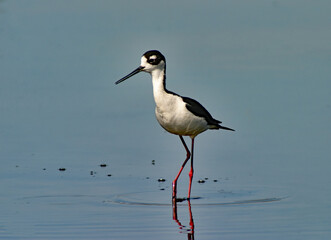 Black Necked Stilt Wading