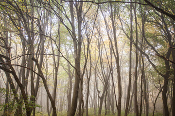 Autumn forest. Morning light. Fog in the forest