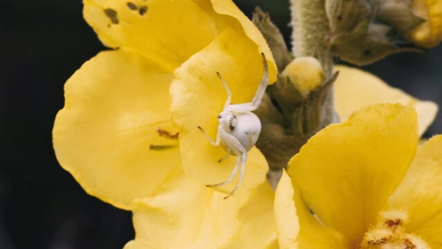 crab spider on yellow flower