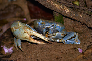 Blue Crab