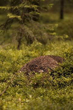 wielkie mrowisko w lesie na roztoczu