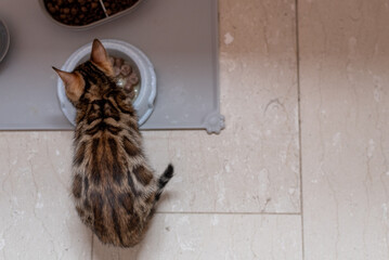 Bengal kitten eating from a bowl, top view. Background with space for text.