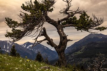 Obraz premium High Mountain Tree Montana