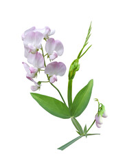 Sweet pea twig with flowers and buds isolated on white background	 