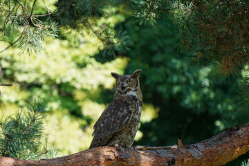 great horned owl