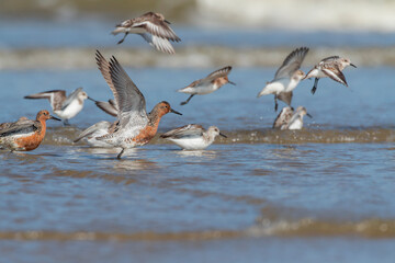 Red Knot, Calidris canutus