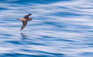 Flesh-footed shearwater, Ardenna carneipes