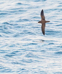 Fototapeta premium Flesh-footed shearwater, Ardenna carneipes