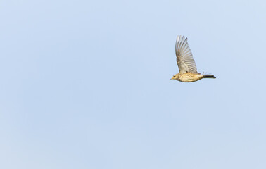 American Buff-bellied Pipit, Anthus rubescens rubescens