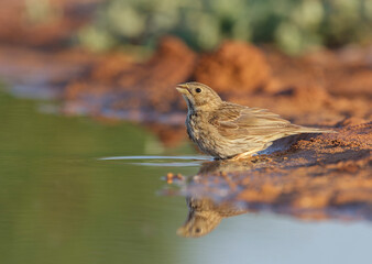 Corn Bunting, Emberiza calandra