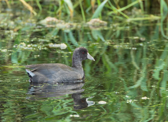 American Coot, Fulica americana