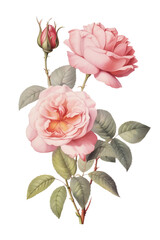 Blooming pink rose illustration on a transparent background, generative ai