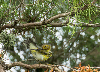Cape May Warbler, Setophaga tigrina