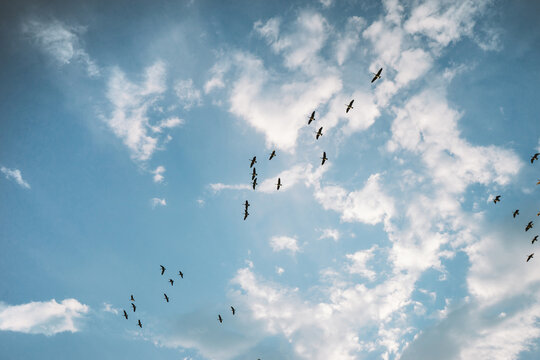 Birds in the Colorado Sky