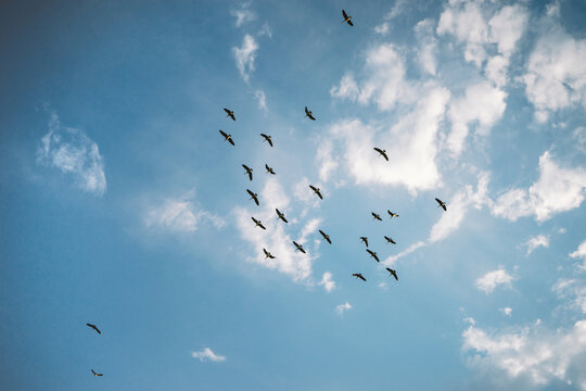 Birds in the Colorado Sky
