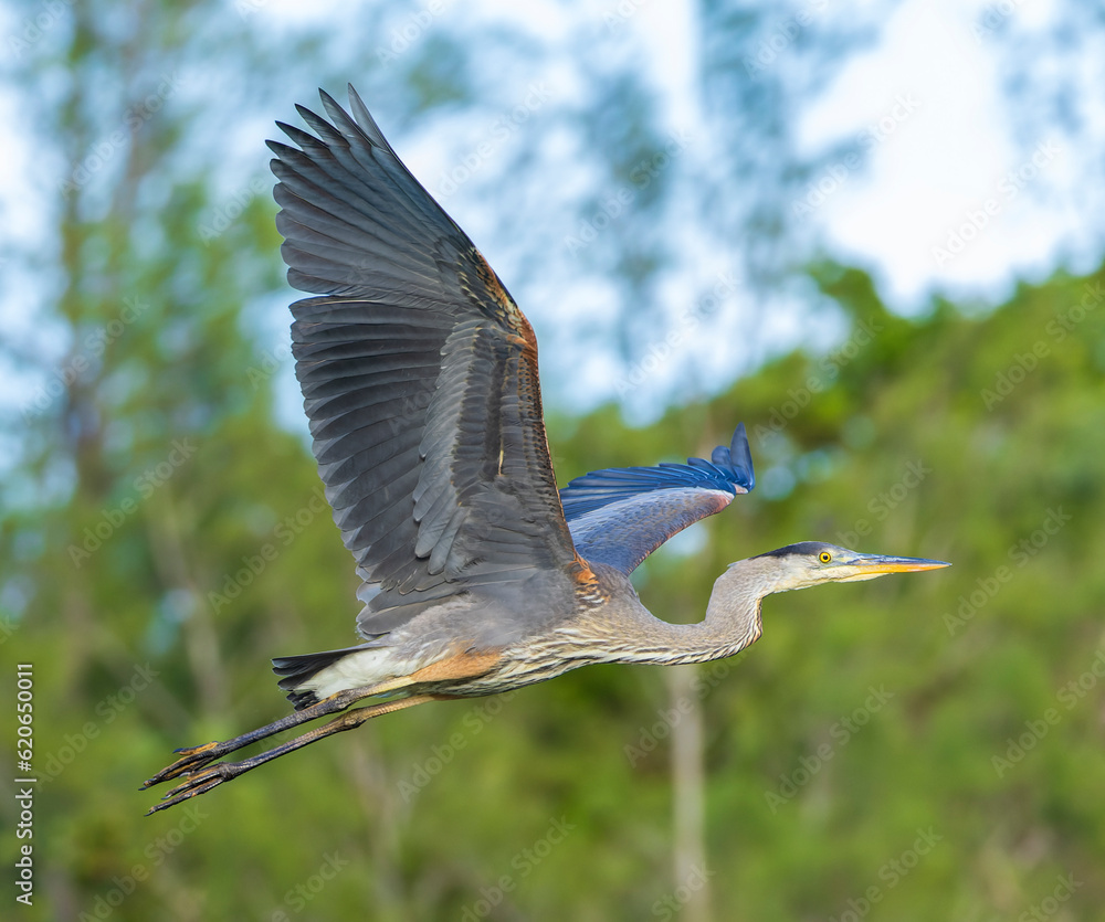 Wall mural great blue heron, ardea herodias