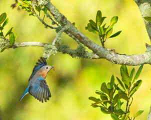 Eastern Bluebird, Sialia sialis bermudensis