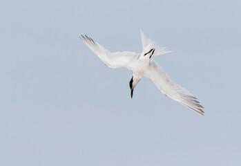 Sandwich Tern, Thalasseus sandvicensis