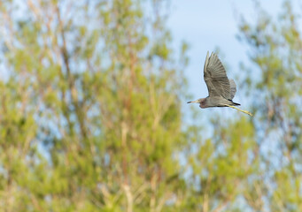 Little Blue Heron, Egretta caerulea