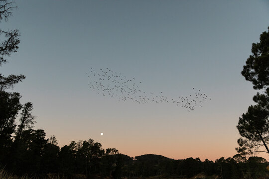 Evening sky with birds