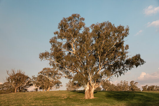 Gumtree 