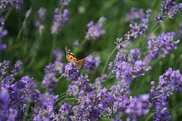 Lavendel ist lila am blühen, Lavendelfelder