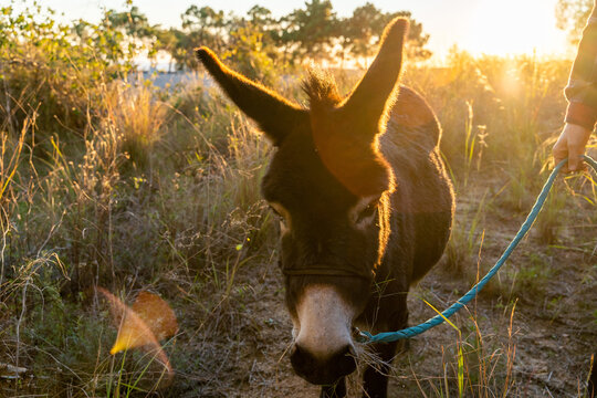 Man taking donkey for a walk in nature