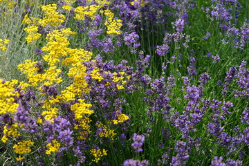 Lavendel ist lila am blühen, Lavendelfelder, mkit gelben Blumen