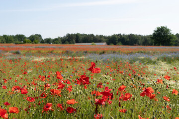 field of poppies