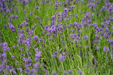 Lavendel ist lila am blühen, Lavendelfelder