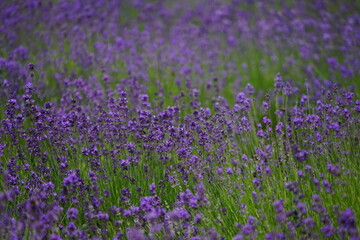 Lavendel ist lila am blühen, Lavendelfelder