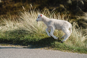 jumping lamb