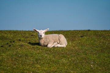 lamb in the meadow