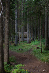 An old and very mysterious wooden house in a dense dark forest. Trekking, travel, vacation.