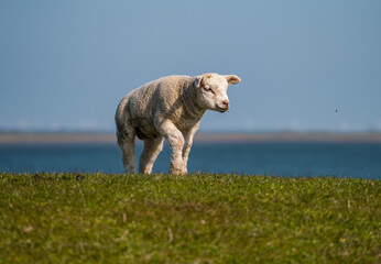 Schaf auf dem Deich