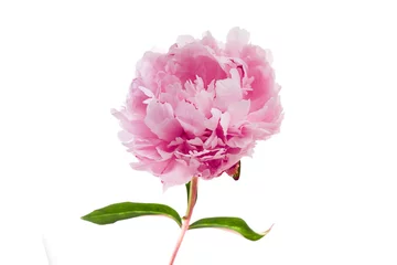 Gartenposter Pink peony flower isolated on white background © vetre