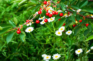 Obraz premium Red cherries on a branch against a background of green grass and white daisies. Harvesting. Nature in summer.