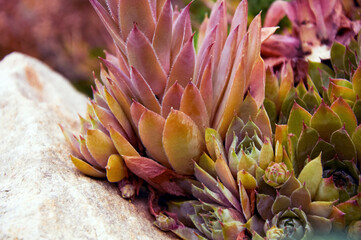 A beautiful sempervivum (stone rose) on a rock in close-up