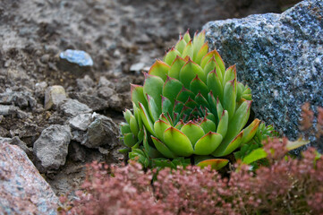 A beautiful sempervivum (stone rose) on a rock in close-up