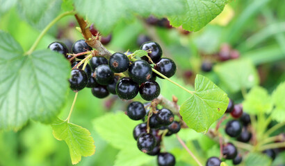 On the bush berries are ripe currant.