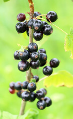 On the bush berries are ripe currant.
