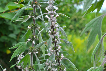 In the meadow among the herbs grow dog nettle is five-bladed (Leonurus quinquelobatus)