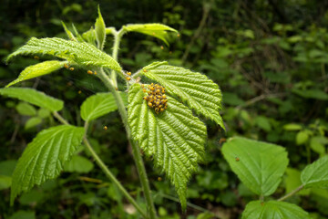 close up of European Garden Spider ( Araneus diadematus ) nymphs