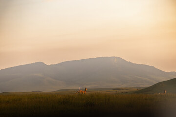 Montana Mountain Landscapes Summer spring deer