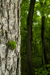 Land Moss on the tree bark ( Bryophyta )