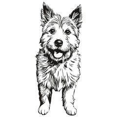 Norwich Terrier dog line illustration, black and white ink sketch face portrait in vector realistic pet silhouette