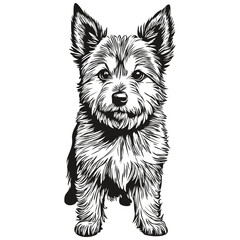 Norwich Terrier dog t shirt print black and white, cute funny outline drawing vector sketch drawing