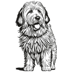 Old English Sheepdog dog vector face drawing portrait, sketch vintage style transparent background realistic breed pet