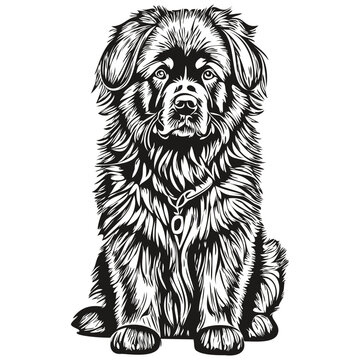 recommend clip art: Newfoundland dog cartoon face ink portrait, black and white sketch drawing, tshirt print realistic breed pet