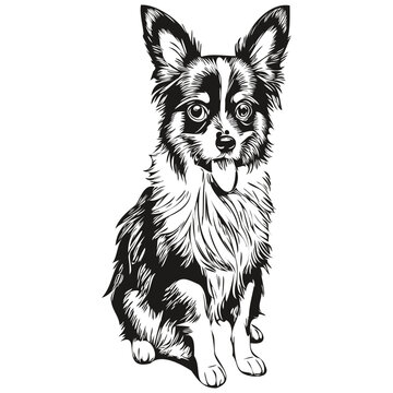 Papillon dog dog outline pencil drawing artwork, black character on white background
